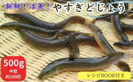 【ふるさと納税】やすぎどじょう500g（女子高生制作どじょう料理レシピBOOK付き）【どじょう 活魚 生きたまま】