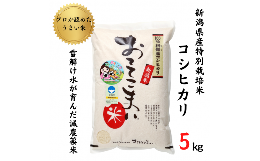 【ふるさと納税】新潟県産 コシヒカリ 5kg 特別栽培米『おててこ米』農家直送 100％根知谷産 専門家お墨付き 糸魚川市 白米 減農薬 令和5