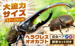 【ふるさと納税】【配送不可地域：北海道・沖縄・離島】ヘラクレスオオカブト成虫ペア（オスサイズ120mm〜150mm）飼育セット付き 愛西市 