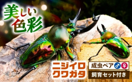 【ふるさと納税】【配送不可地域：北海道・沖縄・離島】ニジイロクワガタ成虫ペア（オスサイズ45mm〜60mm）飼育セット付き 愛西市 / 艶麗