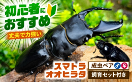 【ふるさと納税】【配送不可地域：北海道・沖縄・離島】スマトラオオヒラタクワガタ成虫ペア（オスサイズ70mm〜90mm）飼育セット付き 愛