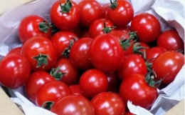 【ふるさと納税】1.1-9-14 フルーツトマト「太陽のめぐみ」1kg