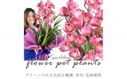 【ふるさと納税】グリーンのある生活を観葉・多肉・花鉢植物（12か月）