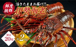 【ふるさと納税】天然 伊勢海老 崎戸産 2尾（約2kg） 西海市産 海老 エビ えび イセエビ 天然 贈答 ギフト [CAW003]＜西海大崎漁協 崎戸