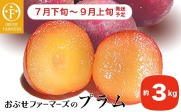 【ふるさと納税】プラム 約3kg ［おぶせファーマーズ］数量限定 果物類 フルーツ 長野県産 信州産 クール便 冷蔵便 お取り寄せグルメ 【2