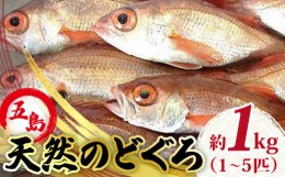 【ふるさと納税】天然のどくろ（エラ・内臓処理済）アカムツ 鮮魚 魚介 刺身 五島市 / 五島FF [PBJ005]