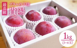 【ふるさと納税】プラム 貴陽 約1kg（5〜6玉）【先行予約】 西海市産 貴陽 プラム すもも 桃 果物 フルーツ 贈答 ギフト 贈り物 プラム 