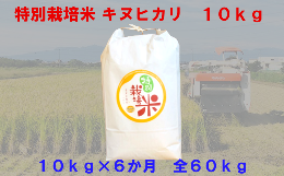 【ふるさと納税】【6か月定期便】特別栽培米　キヌヒカリ　10kg＜全60kg＞　【11218-0223】