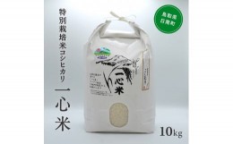 【ふるさと納税】【新米・予約】令和6年産 矢原一心ファーム 特別栽培米 コシヒカリ 10kg 米 お米 おこめ 鳥取県日南町 こしひかり 特別