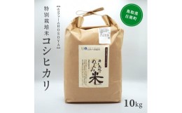 【ふるさと納税】[?5667-0284]新米 令和6年産 海と天地のめぐみ米（コシヒカリ） 白米10kg