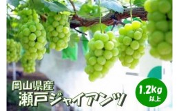 【ふるさと納税】岡山県 勝央町産 瀬戸ジャイアンツ 1.2kg以上 （2房）_【10月発送】_A12