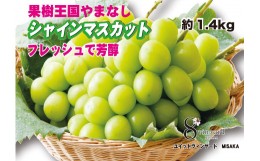 【ふるさと納税】＜2024年先行予約＞フレッシュで芳醇シャインマスカット2-3房　約1.4kg★ 016-001 ｜ シャインマスカット 先行予約 フレ