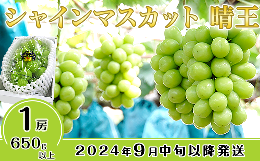 【ふるさと納税】シャインマスカット晴王1房【2024年9月中旬〜10月下旬発送予定】（いばら愛菜館）