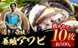 【ふるさと納税】活き！壱岐！養殖アワビ 10枚×約50g（計約500g）【住吉水産】 [JDQ001] アワビ 鮑 養殖 貝 海産物 魚介 魚貝 産地直送 