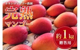 【ふるさと納税】【2024年発送】カネシロマンゴー農園の完熟マンゴー約1kg（贈答用）