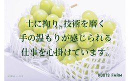【ふるさと納税】【数量限定】シャインマスカット希少な特大サイズ2房入り【2024年発送】（RO）C-137