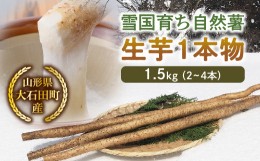 【ふるさと納税】山形県産 雪国育ち自然薯 生芋1本物 1.5kg（2〜4本） F2Y-5113