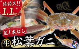 【ふるさと納税】【先行予約限定価格】【魚倉】足１本なし生松葉ガニ（特特大１，１００ｇ以上） 訳あり 松葉ガニ カニ ズワイガニ カニ