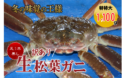 【ふるさと納税】【魚倉】足１本なし生松葉ガニ（特特大１，１００ｇ以上） 訳あり 松葉ガニ カニ ズワイガニ カニ爪 冷蔵 かにしゃぶ カ