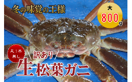 【ふるさと納税】【魚倉】足１本なし生松葉ガニ（大８００ｇ） 訳あり 松葉ガニ カニ ズワイガニ カニ爪 冷蔵 かにしゃぶ カニ刺身 国産 