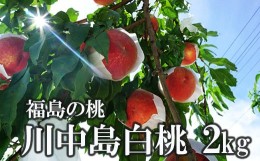 【ふるさと納税】No.1511【先行予約】福島のもも「川中島白桃」約2kg【2024年発送】