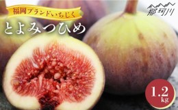 【ふるさと納税】【9〜10月頃発送】福岡県オリジナル品種  とよみつひめ 約1.2kg＜一般社団法人地域商社ふるさぽ＞那珂川市 [GBX026]