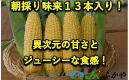 【ふるさと納税】＜先行予約＞数量限定！JAふかや　朝採りとうもろこし「味来」　13本入り　【11218-0457】