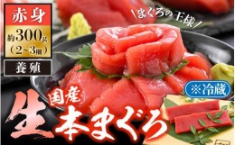 【ふるさと納税】「生本まぐろ」赤身 約300g（2〜3柵）《レビューキャンペーン》まぐろの王様！！【本まぐろ 鮪 ホンマグロ まぐろ 冷蔵 