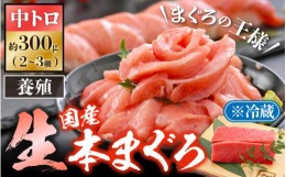 【ふるさと納税】「生本まぐろ」中トロ 約300g（2〜3柵）《レビューキャンペーン》まぐろの王様！！【本まぐろ 鮪 ホンマグロ まぐろ 中