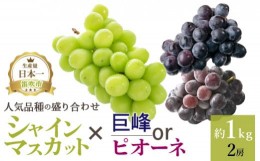 【ふるさと納税】＜2024年先行予約＞厳選!! 池田青果の【大人気ぶどう2種盛り合わせ】シャインマスカット・巨峰 or ピオーネ（1.0kg） 17