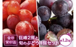 【ふるさと納税】【数量限定・先行予約】栗原果樹園の巨峰２房と旬のぶどう１房セット