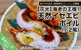 【ふるさと納税】【旨さそのまま♪期間限定フレッシュ冷蔵便】海老の王様！天然イセエビボイル（小２尾）