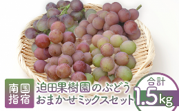 【ふるさと納税】【2024年7月下旬〜発送】迫田果樹園のぶどう 指宿産ぶどうのおまかせミックスセット約1.5kg(迫田果樹園/A-428) ブドウ 