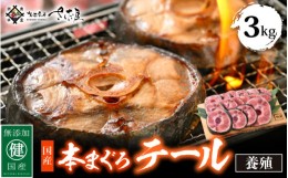 【ふるさと納税】国産 本まぐろ テール 3kg まぐろの王様！引き締まった身に旨味が凝縮 ステーキや煮物に コラーゲンたっぷり！【 鮪 マ