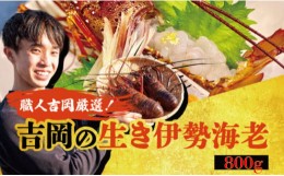 【ふるさと納税】活き 伊勢海老 800g 以上 （ 1尾 から 4尾 ） 吉岡 ( サイズ混合 えび エビ いせえび 高級 鮮魚 イセエビ 海鮮 魚介 刺