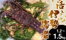 【ふるさと納税】活き 伊勢海老 高知県産 1.2kg 〜 1.5kg NS012 ( えび エビ いせえび 高級 鮮魚 イセエビ 海鮮 魚介 刺身 焼き物 汁物 