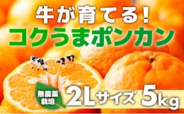 【ふるさと納税】【先行予約】牛が育てる！コクうまポンカン＜5kg＞2Lサイズ　ko12