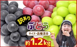 【ふるさと納税】訳あり 旬の ぶどう  詰め合わせ 約 1.2kg ぶどう 黒ぶどう 赤ぶどう シャインマスカット 巨峰