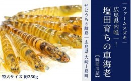 【ふるさと納税】大崎上島産 塩田育ちの車海老 特大サイズ約250g【瞬間凍結】