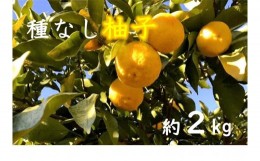 【ふるさと納税】LF0801 三次産 種なし柚子(多田錦)