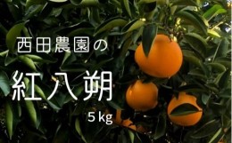 【ふるさと納税】[2月発送] 大崎上島産 西田農園の紅八朔 約5kg（15個程度）