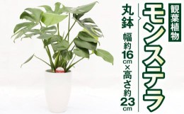 【ふるさと納税】モンステラ 観葉植物 丸鉢 幅約16cm×高さ約23cm 6寸 植物 インテリア ガーデン