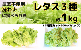 【ふるさと納税】【農薬不使用】洗わず食べられる！ レタス3種詰めわせ 500g×2パック 合計1kg【 フリルレタス レタス サラダ 緑黄色野菜