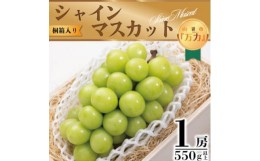 【ふるさと納税】＜桐箱入＞山梨市万力より生産者直送　完熟極上シャインマスカット　1房550g以上【1232602】