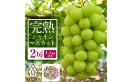 【ふるさと納税】完熟シャインマスカット2房(1.1kg以上)世界農業遺産認定地特産【1117448】