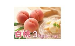 【ふるさと納税】桃　3kg(8玉〜11玉)　品種おまかせ　化粧箱 ＜果物/白桃＞【1291670】