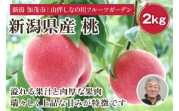 【ふるさと納税】【2024年先行予約】新潟県産 桃 約2kg（約6〜8個）フルーツギフト《7月中旬〜お届け》夏の味覚 産地直送 加茂市 山伴し