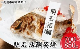 【ふるさと納税】明石活鯛姿焼 700〜850g[ 明石鯛 鯛 焼鯛 祝い鯛 お祝い ]