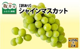 【ふるさと納税】【先行予約】【訳あり】シャインマスカット 約250g×2房 【2024年8月中旬以降順次発送予定】[A-3229]