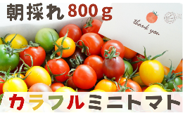 【ふるさと納税】【 800g 】げんき農場の カラフルミニトマト ｜ 5種類食べ比べ トマト ミニトマト トマト800g 八街 千葉 渡辺パイプ 朝